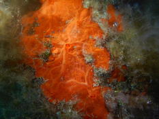 Bonjour. Eponge encroûtante orange ? Tout simplement !!!