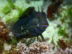 Bonjour. Est-ce une blennie pilicorne ???