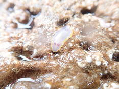 Bonjour. S'agit il d'un doris de khron ???