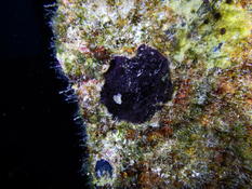 Bonjour. Un Bryozoaire encroûtant noir en train de bougeonner 