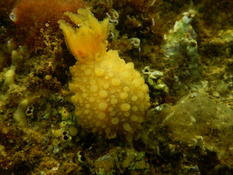 Bonjour. Un nudibranche avec son panache branchial ???