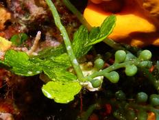 Bonsoir. A gauche les "feuilles" s'agit'il de l'éventail de mer (Udotea petiolata) ??? 