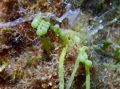 Bonsoir. Caulerpa racemosa ??? Merci d'avance