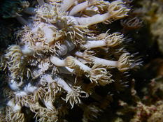 Bonsoir. Cnidaire de la mer rouge ? mais lequel ???