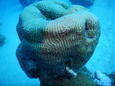 bonsoir. De quel corail s'agit-il ???