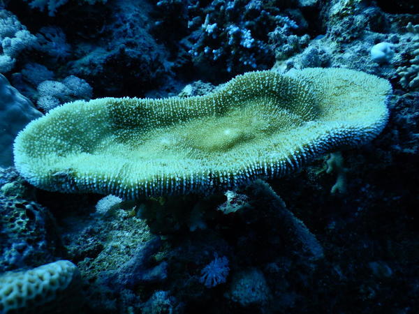 Bonsoir. pourquoi ce corail champignon est il creusé de la sorte ???