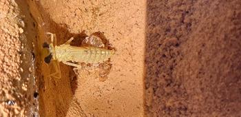 bonsoir. Quel est cet organisme aquatique de torrent ??? Une larve ???