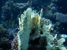 Bonsoir. quel type de corail dur est-ce ???