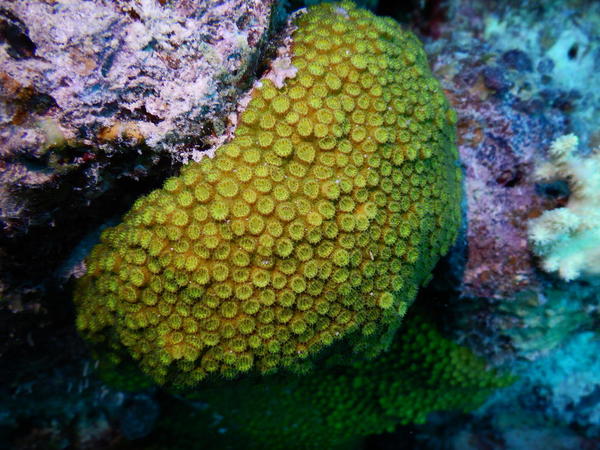 Bonsoir. Quel type de corail est-ce ???