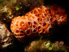 Bonsoir. Quelle est cette belle éponge orange ??? 