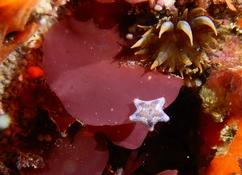 Bonsoir. Quelle est cette étoile de mer ???