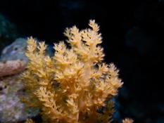 Bonsoir. S'agit il d'un alcyonniare arborescent ???