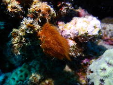 Bonsoir. S'agit-il de l'ague rouge de Dudresnay (Dudresnaya verticillata) ???