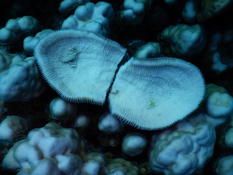 Bonsoir. S'agitl d'une sorte de corail champignon ???