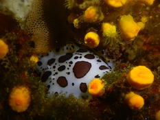 Bonsoir. Un Bryozoaire (en haut à gauche) ??