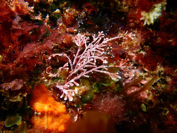 Bonsoir. Une forme arbustive de l'algue feuille de pierre encroutante ???