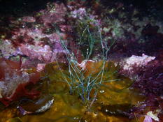 Bonsoir. Une idée de ce que sont ces "herbes" sous marine ???