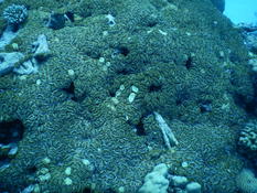 bosnoir. Quel type de corail dur est ce ???