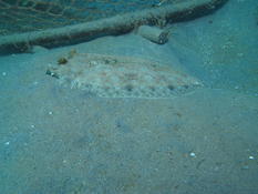 Bothus lunatus, role des nageoires pectorales