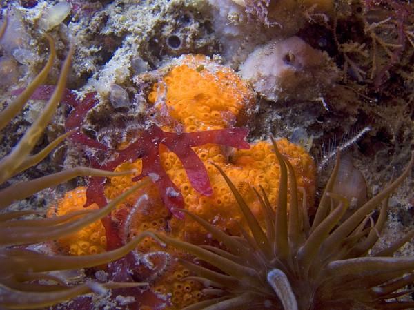 Botrylloides leachi ou B. violaceus dans la Ria d'Etel?