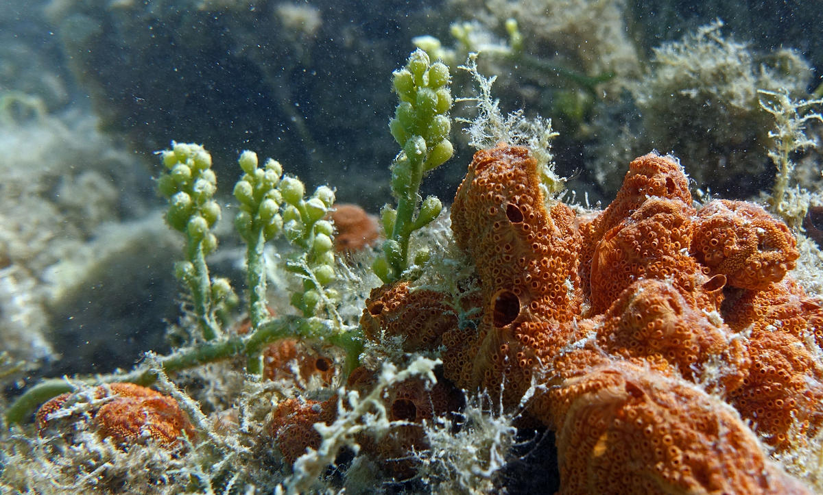 Botrylloides leachii et Caulerpa racemosa ?