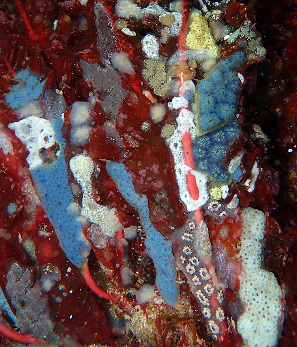 <p>Bonjour Philippe,</p><p>Pas de soucis, c'est bien <a href="Botryllus schlosseri (Pallas, 1766), https://doris.ffessm.fr/ref/specie/212" target="...