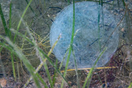 Boule blanche translucide