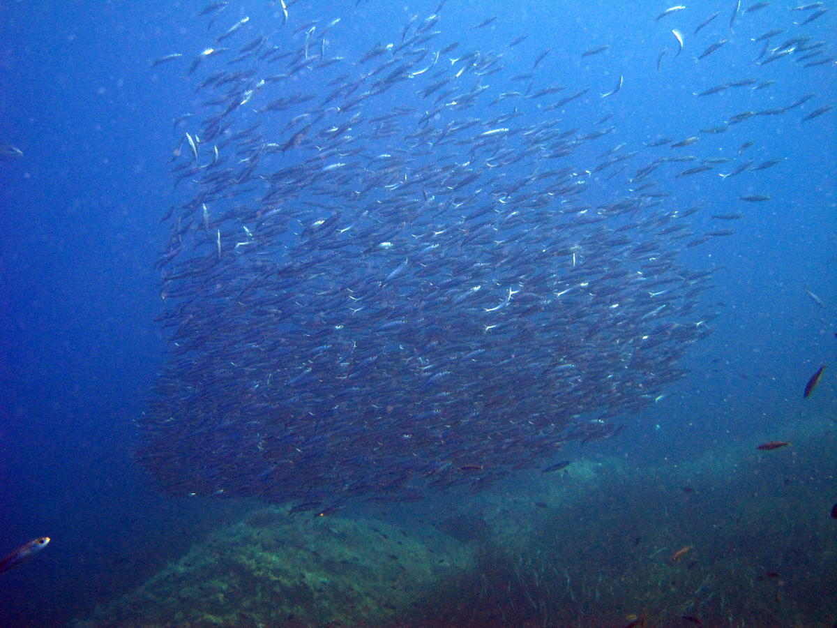 Boule de poissons