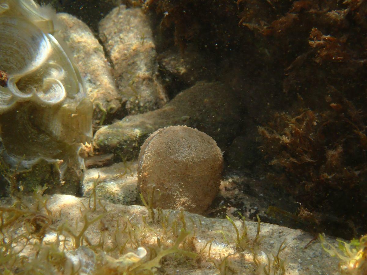 Boule souple qui se déforme au gré des vagues au fond de l'eau. Qu'est-ce ?
