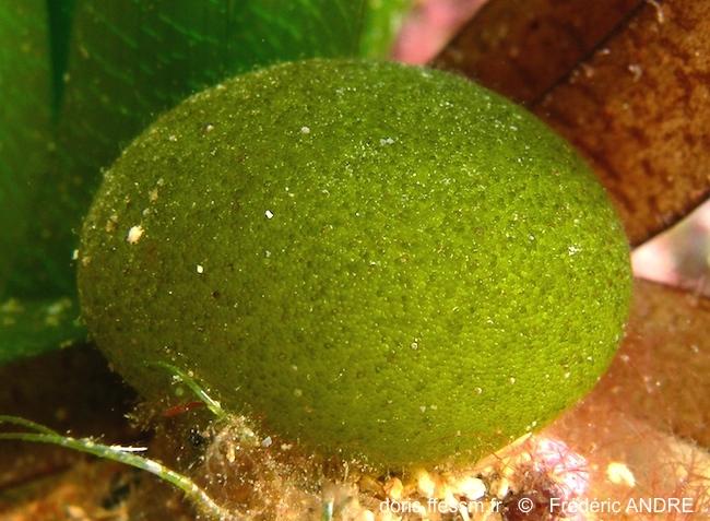 Pour illustration des spécimens libres de l'algue <em>Codium bursa</em>,<br />voici une "petite" de Corse au pied de la posidonie.