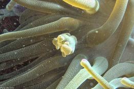 Bourgeonnement chez l'Anémone géante des caraïbes. Condylactis gigantea