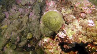 Bourse de mer en compagnie d'une limace Doris tricolore ?