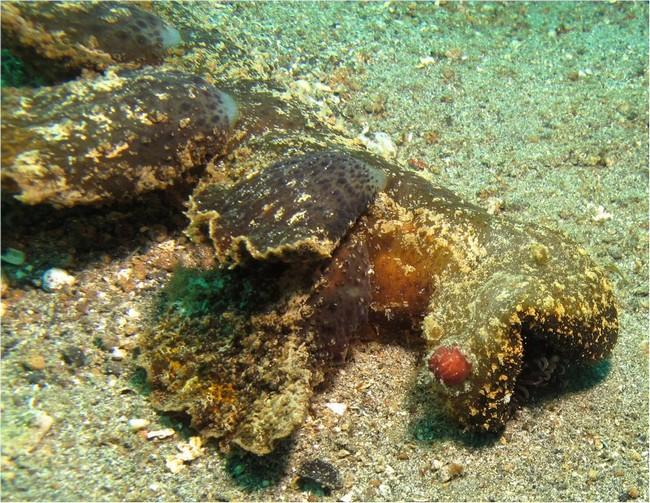 A priori c'est situé sur le dessus de la tête vu la position des rhinophores (cf photo ci-jointe)