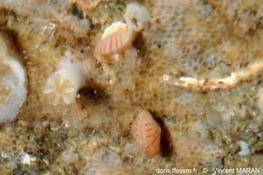 Brachiopode en Corse