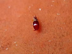 Branchiopode marin ?