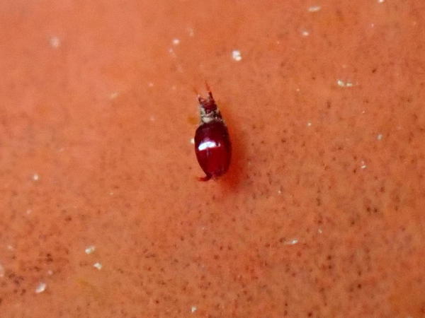 Branchiopode marin ?