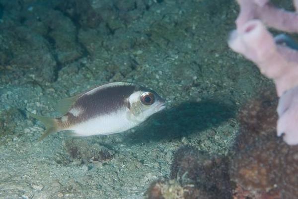 brème de mer