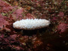 Bretagne, Holothurie albinos