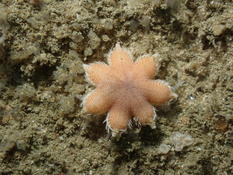 Bretagne, Luidia ciliaris juvénile ?