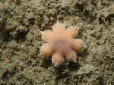 Bretagne, Luidia ciliaris juvénile ?