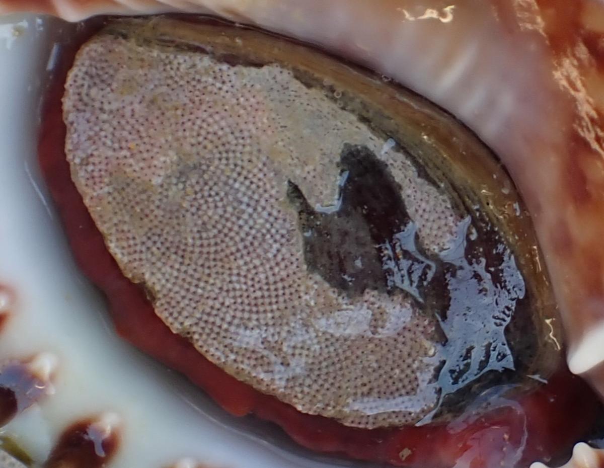 Briozoo a identificar