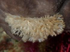 Bryo... mais lequel?