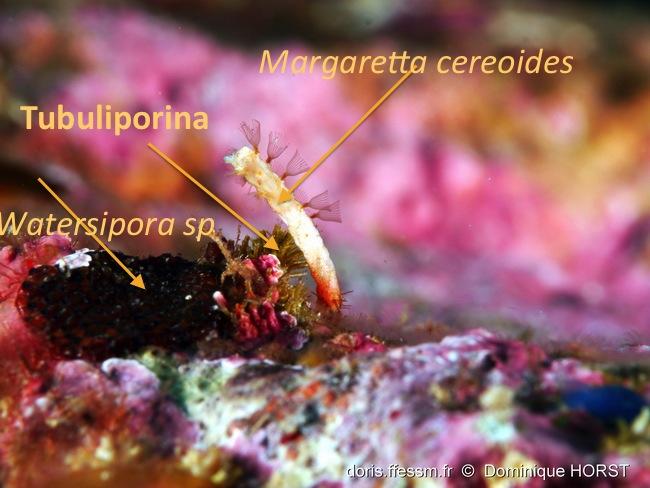 Pour la petite tige, il s'agit d'une jeune colonie de <em>Margaretta cereoides</em>, il y a 2 autres bryozoaires à gauche !
