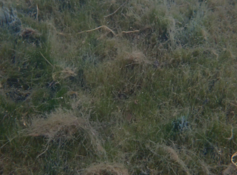 Bryopsis?