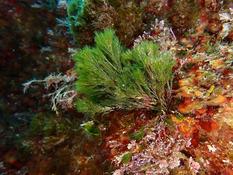 Bryopsis ?