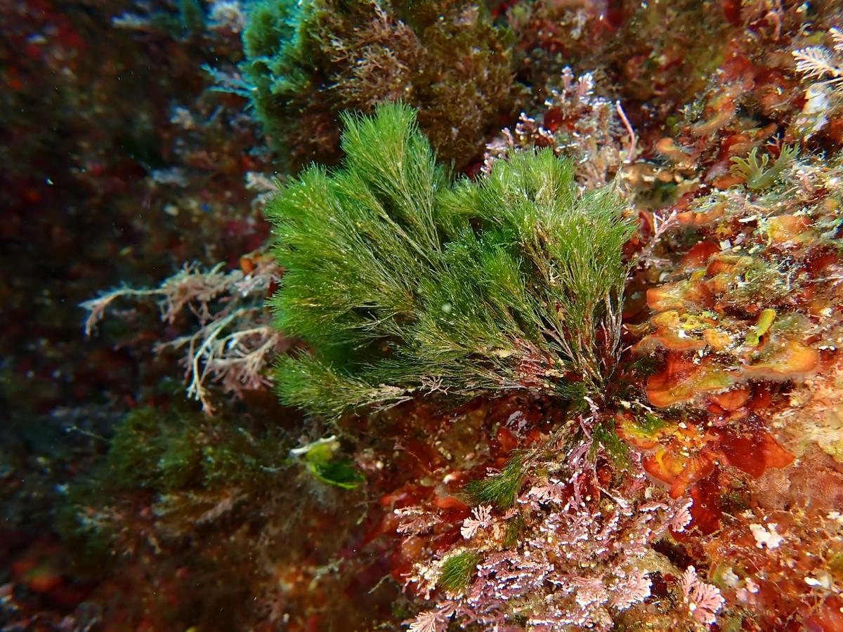 Bryopsis ?