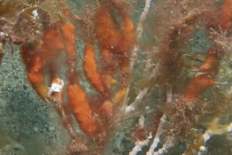 Bryozoaire