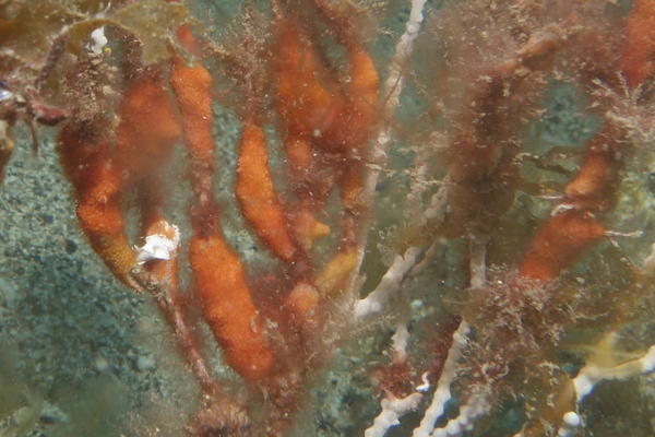 Bryozoaire