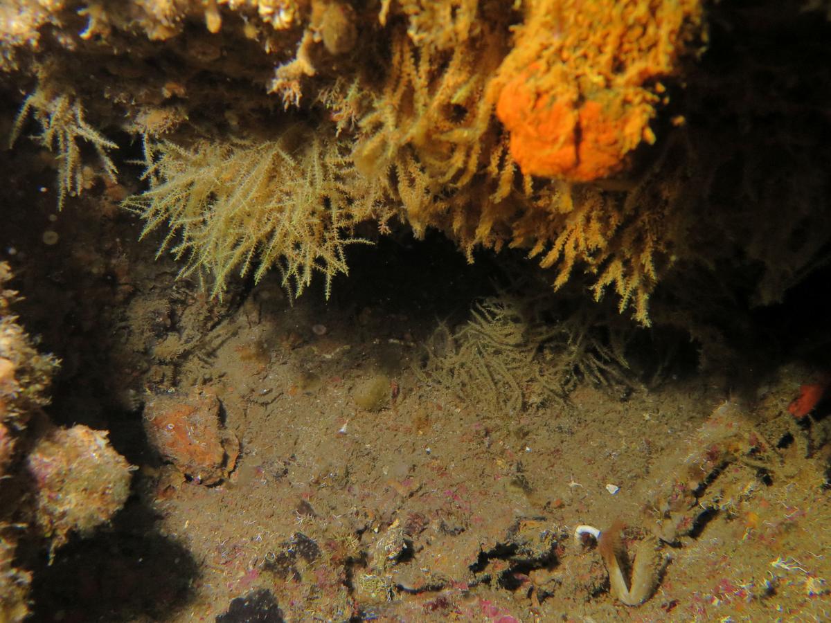 Bryozoaire ?
