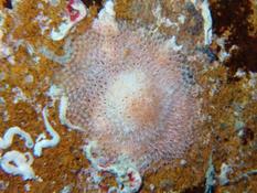 Bryozoaire